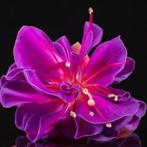 Meet your Posher, Monique